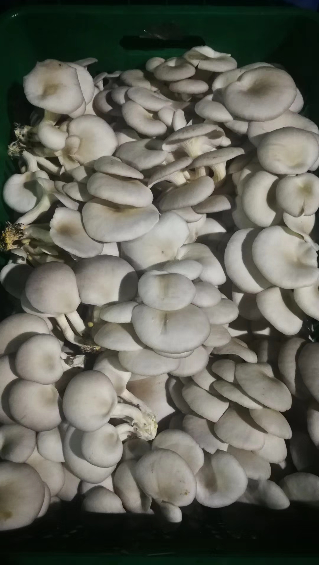 蔬菜类